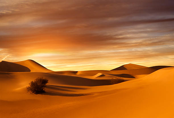Image of a camel caravan traversing golden dunes at sunset in the Sahara